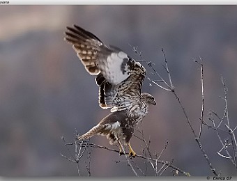 Animali 035
